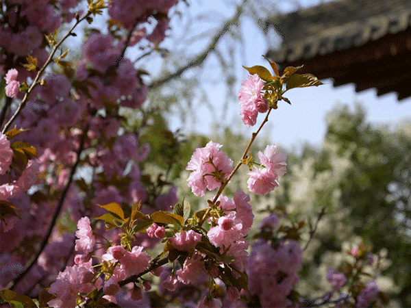 Best Places to See Cherry Blossoms in China
