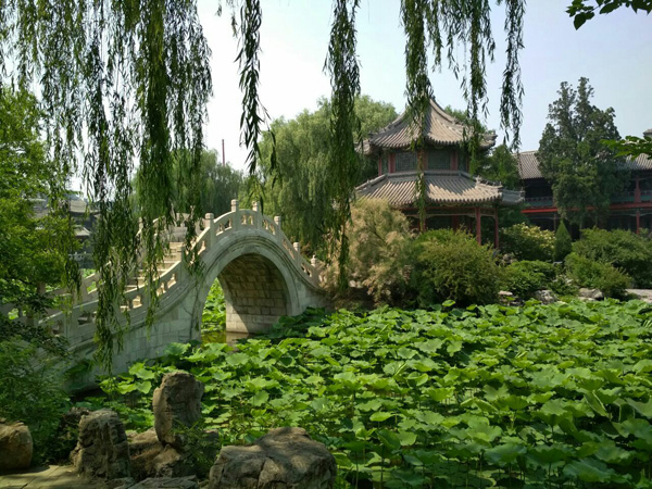 ancient lotuis pond