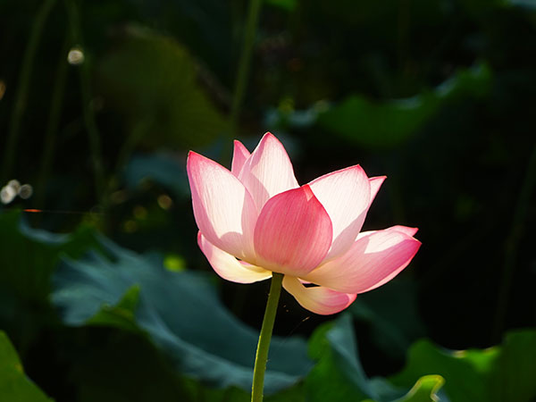 Lotus in West Lake Lotus in West Lake