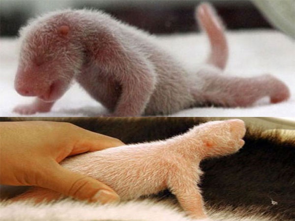 baby panda
