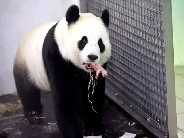 baby panda 