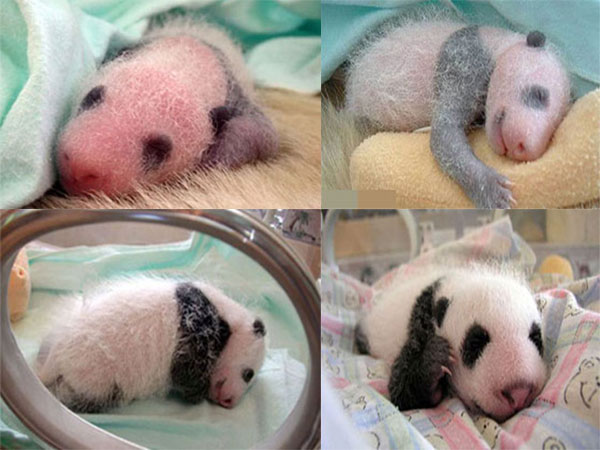 baby panda