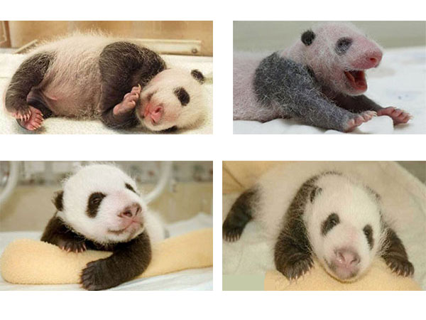 baby panda