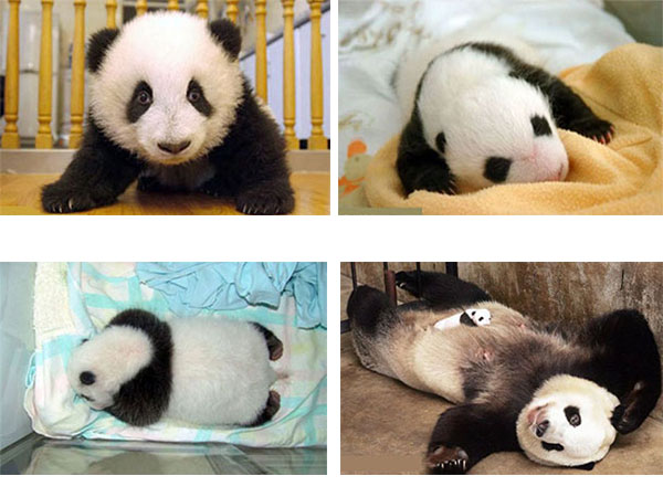 baby panda