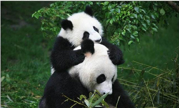 baby panda