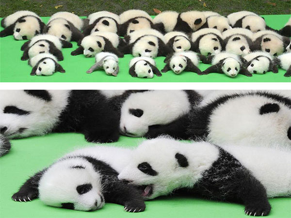 baby pandas