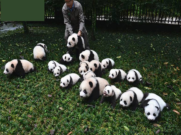 baby pandas