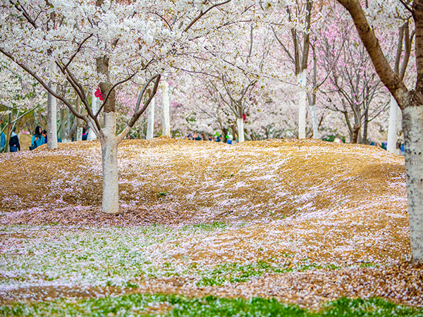 Best places to see spring blossoms in China