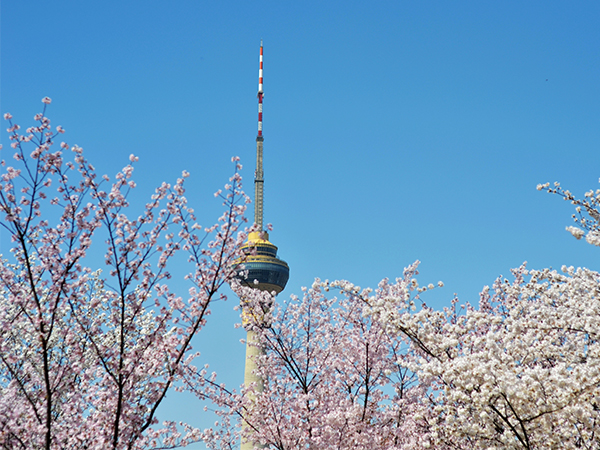 Best Places to See Cherry Blossoms in China