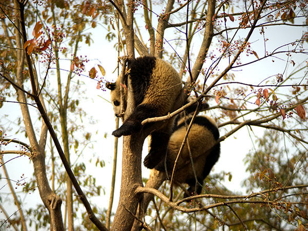 Bifengxia Panda Base