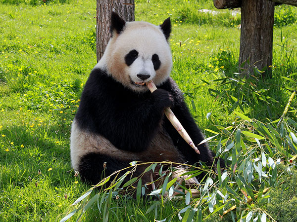 Bifengxia Panda Base
