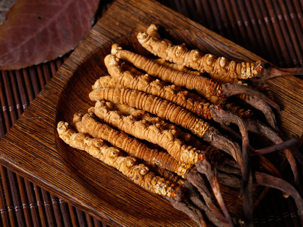 caterpilar ffungus in tibet
