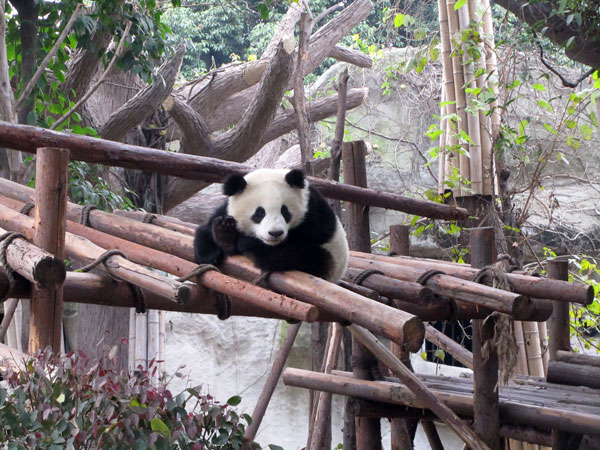 Chengdu Research Base of Giant Panda Breeding