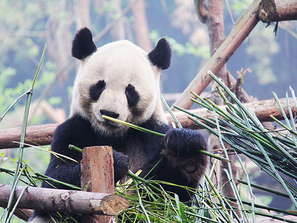 Chengdu