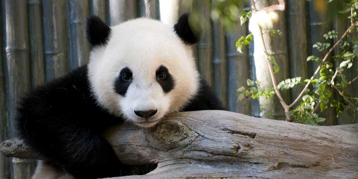 Chengdu Research Base of Giant Panda Breeding