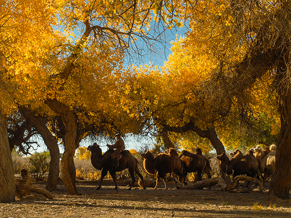 Ten Most Beautiful Forests in China - Untai Poplar Forest