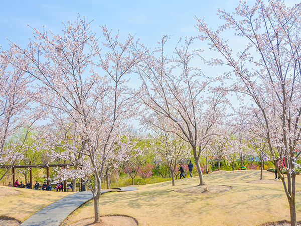 Best Places to See Cherry Blossoms in China