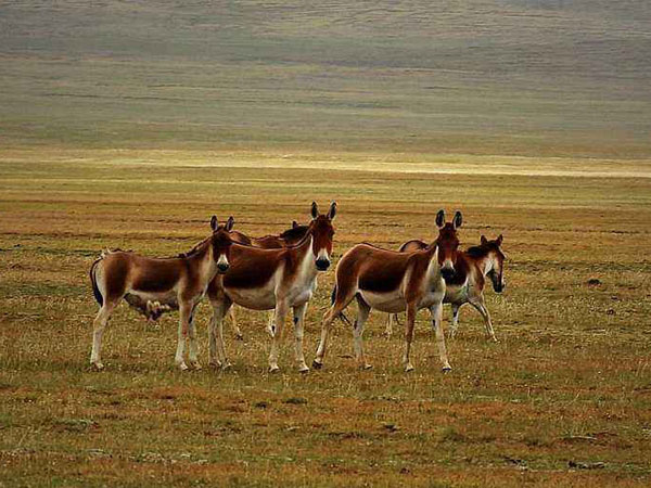 The Most Famous Nature Reserves in China, The Hoh Xil Nature Reserve The Hoh Xil Nature Reserve