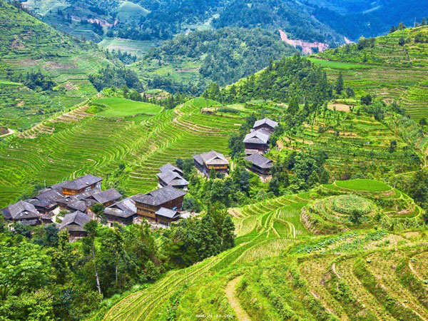 Jinkeng Rice Terrace