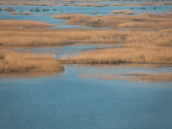 Top 10 Most Beautiful Wetlands in China-Liaohe Wetland Top 10 Most Beautiful Wetlands in China-Liaohe Wetland