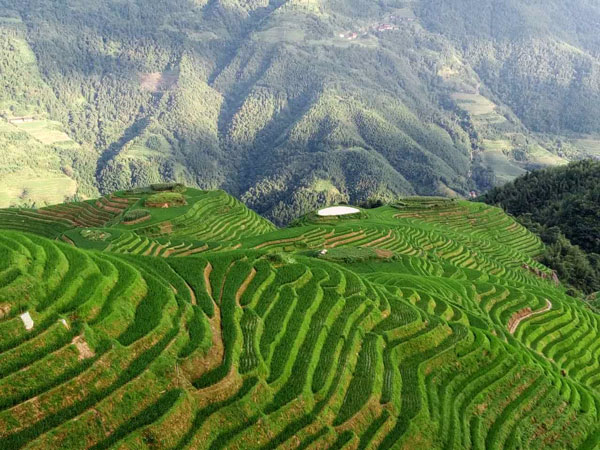 China Autumn Tour Destinations-Longji Rice Terrace, Longsheng