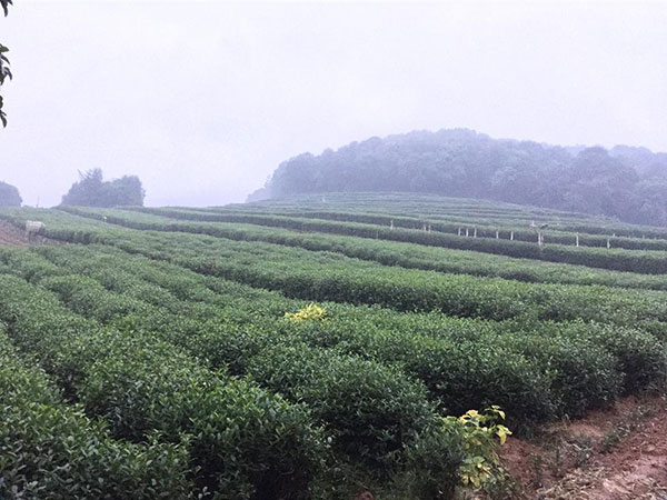 Dragon Well (Longjing) Tea