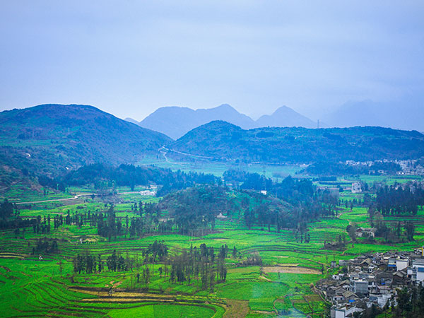 China Spring Travel Destinations-Luoping Rape Flowers 