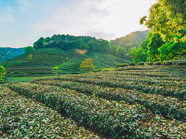 Meijiawu Tea Village