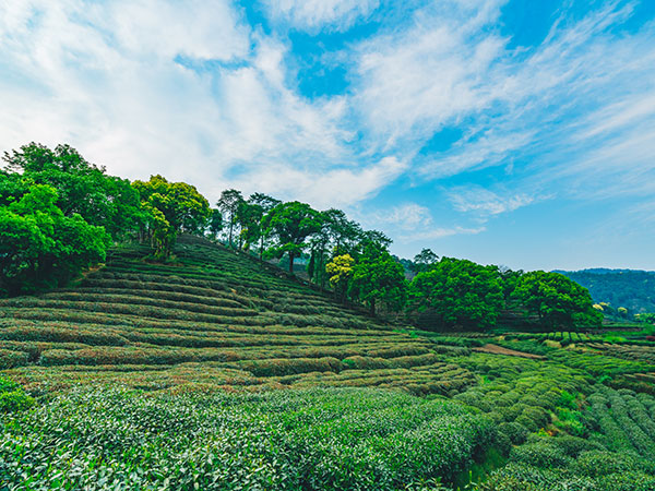 Meijiawu Tea Plantation