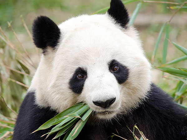 mt.siguniang Giant Panda Nature Reserve
