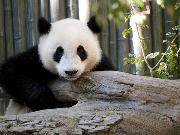 Most Famous Panda Reserves in China, Wolong Panda Reserve Wolong Panda Reserve