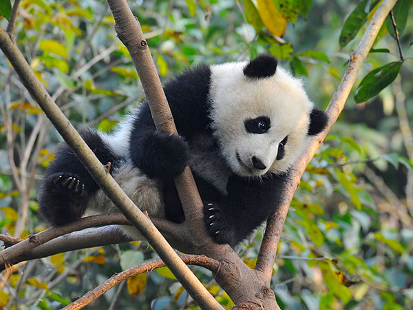 Bifengxia Panda Base