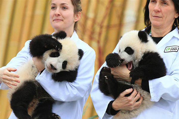 panda diplomacy