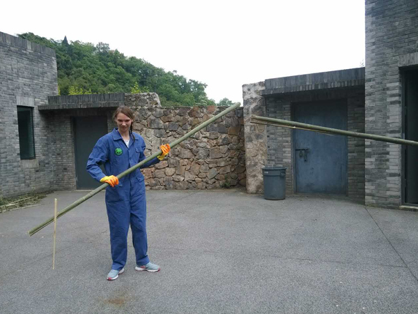 Panda Volunteer Program in Dujiangyan Base