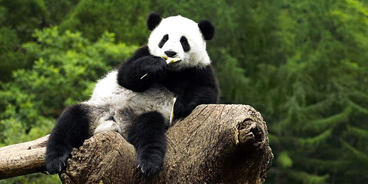 Beijing Zoo