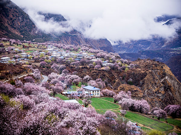 Best places to see spring blossoms in China