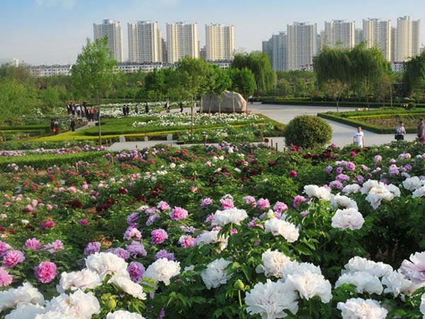 Peony Culture Festival of Luoyang