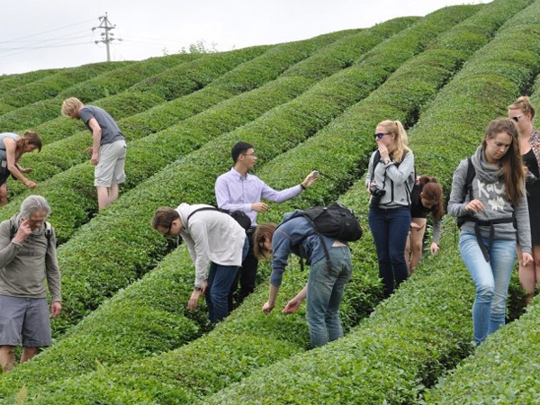 Picking Tea Leaves