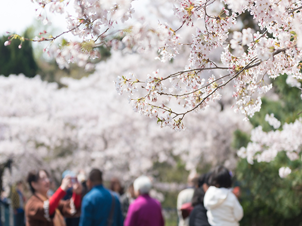 Best Places to See Cherry Blossoms in China