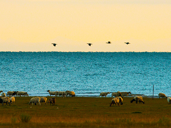 The Largest Lakes in China - Qinghai Lake