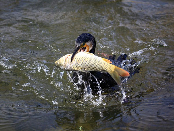 See the Cormorant Fishing Show