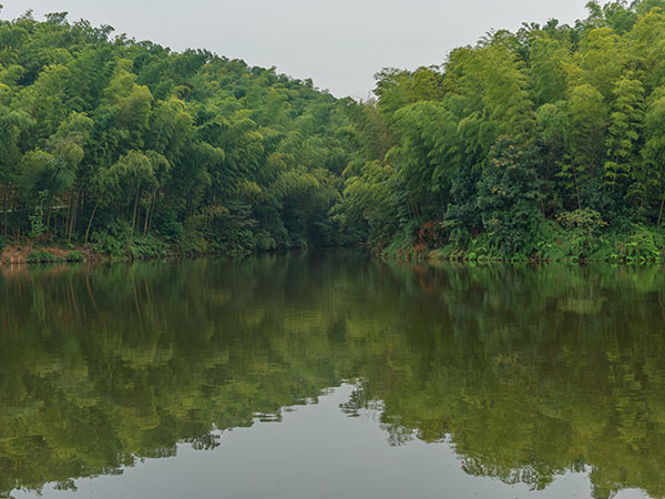 Most Beautiful Forests in China - Shunan Bamboo Forest