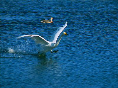 Korla - Swan Lake