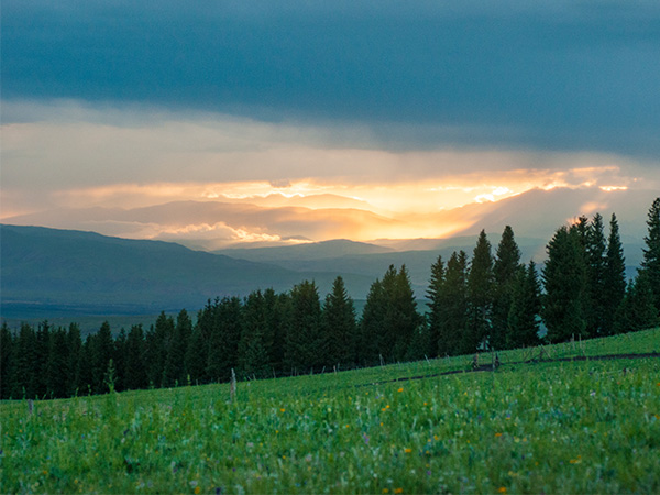 The Ten Most Beautiful Forests in China - Tianshan Picea Forest