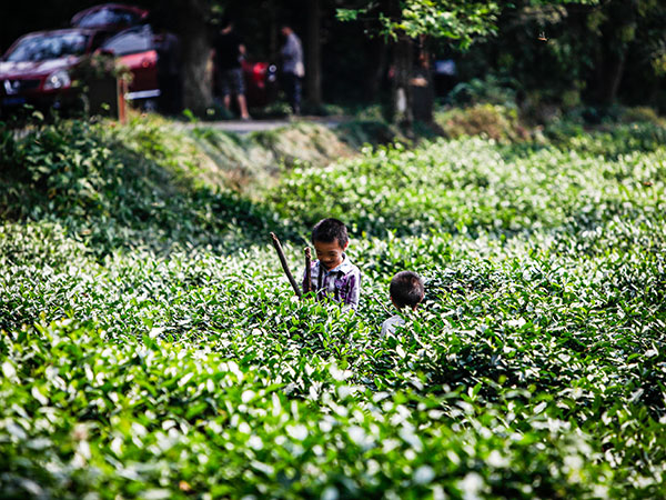 Tea picking at Meijiawu