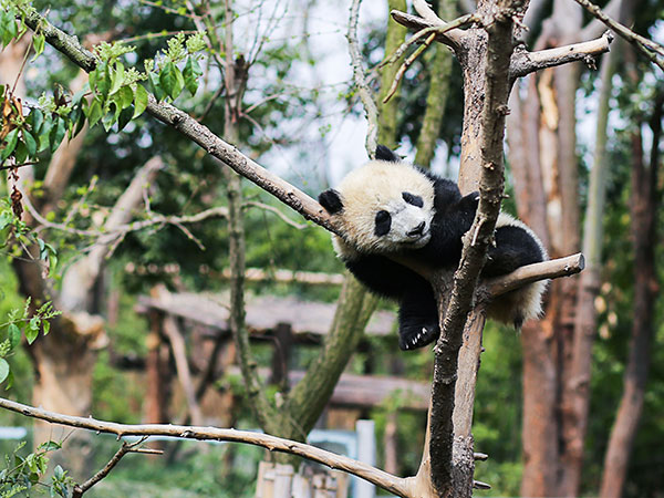 Heishuihe Giant Panda Nature Reserve