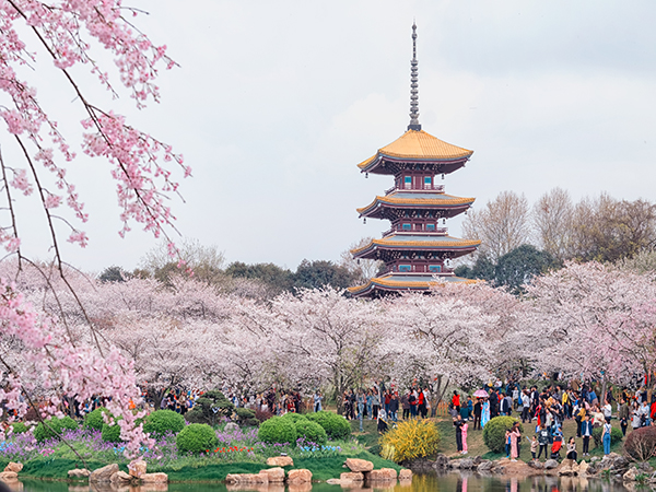 Best places to see spring blossoms in China