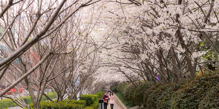 Wuhan University