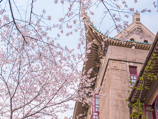 Best Places to See Cherry Blossoms in China