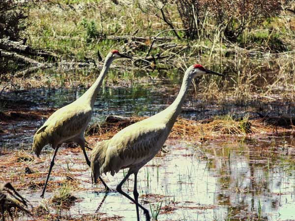 Top 10 Most Beautiful Wetlands in China-Xinghu Wetland Park Top 10 Most Beautiful Wetlands in China-Xinghu Wetland Park